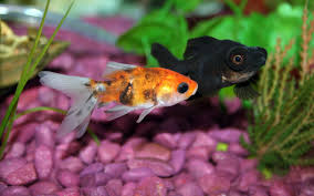 why is my goldfish turning black the