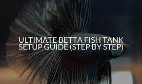 How To Set Up A Betta Tank (Step By Step) - Betta Care Fish Guide gambar png