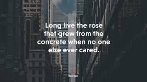 Tupac quote rose that grew from concrete tupac love poems viewing gallery. 648765 Long Live The Rose That Grew From The Concrete When No One Else Ever Cared Tupac Shakur Quote 4k Wallpaper Mocah Hd Wallpapers