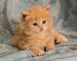It's hard to say just how long siberian. Kitails Siberians Massachusetts Siberian Kitten Cat Breeder