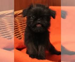 Contactus for brussels griffon puppies for sale and area breeders. View Ad Brussels Griffon Puppy For Sale Near New York Brooklyn Usa Adn 190014