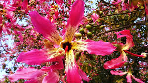Check spelling or type a new query. A Silk Floss Tree In Delhi Youtube
