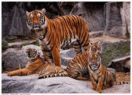 Image result for indian tiger images
