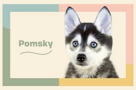 pomsky dog breed information