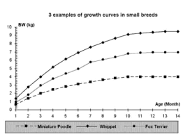 Growth Chart And Puppy Feeding Small Dog Breeds Chart Dog