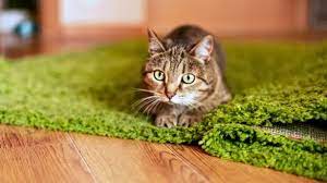 why some cats eat carpet fiber from