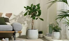Indoor Plant Pots Near