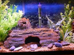 5 cloudy fish tank water causes and