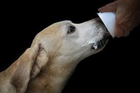 can dogs have yogurt benefits of