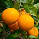how-old-is-a-2-foot-orange-tree