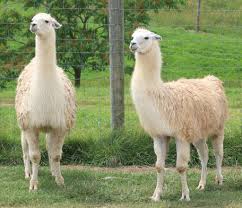 Llama Key Facts Information Pictures