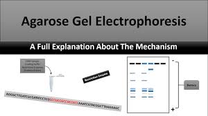 agarose gel electropsis