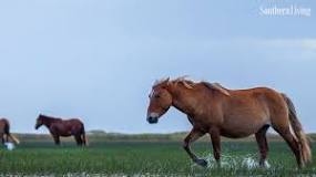 why-are-there-wild-horses-in-corolla-nc