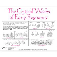 Prenatal Development Anatomical Chart Charts Posters