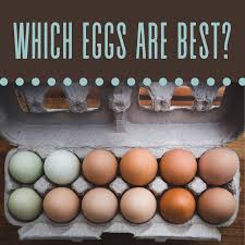 organic and free range eggs