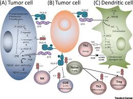 hla g lilrbs a cancer immunotherapy