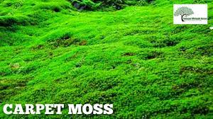 carpet moss tn nursery contact us at