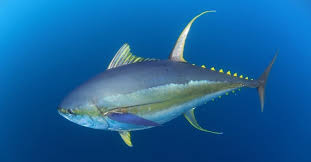 ahi tuna vs yellowfin tuna what are