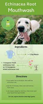 natural remes for bad dog breath