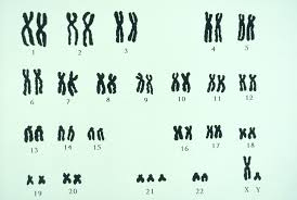Karyotype Chart And Chromosome Anatomy Diagram Quizlet