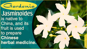 Gardenia plants need to be watered very carefully. Everything You Wanted To Know About Gardenia Jasminoides Care Gardenerdy