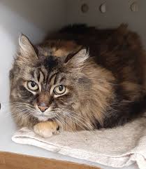 beautiful cats for adoption in midcoast