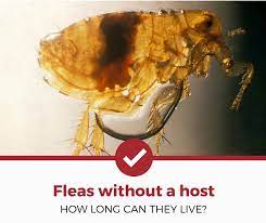 how long can fleas live without a host