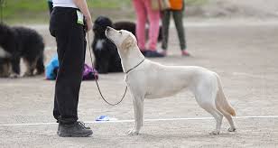 Teaching A Dog To Look At You Cesars Way