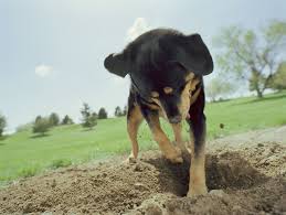 reasons why dogs bury bones and other