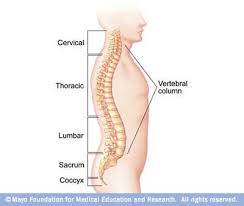 Spinal Anatomy Mayo Clinic