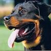 These breeds are dogs that have the ability to pull heavy objects or have strong biting forces. Https Encrypted Tbn0 Gstatic Com Images Q Tbn And9gcsl5ex I35cpddr4zgqcqcnikff8ixtgcomtsqulecty Rij3eh Usqp Cau