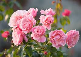 rosa tickled pink floribunda rose