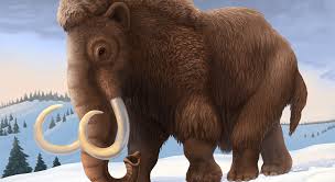 why did the woolly mammoth out