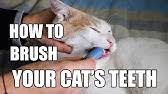 But it doesn't have to be as scary as it sounds. How To Brush Your Cat S Teeth Youtube