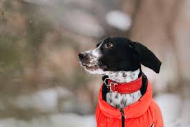 Should My Dog Wear A Coat In Winter In