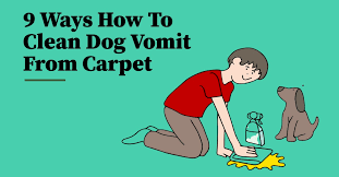 clean dog vomit from carpet