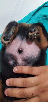 I have a 2 week old rottweiler puppy. His sheath is open. Noticed it when  he was a week old. His penis is split his