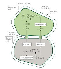 C4 Cycle Of Photosynthesis Geeksforgeeks