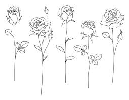 rose drawing images browse 4 217 273
