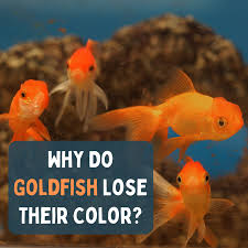 why do goldfish change color or turn