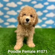 miniature poodle just pets