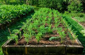 Vegetable Crops For Narrow Beds And