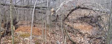 Hinge Cut Trees For Better Deer Habitat