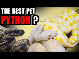 darwin carpet python care you