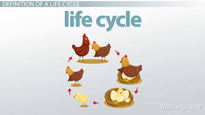 What Is A Life Cycle Definition Stages Examples
