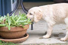 Dog Find Something Toxic In Your Garden