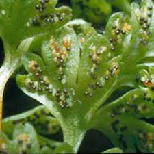 Anogramma leptophylla • New Zealand Plant Conservation Network