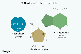 3 parts of a nucleotide and how they