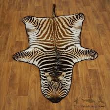 african juvenile zebra rug mount 17279