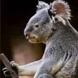 ¡Encuentra el Perfecto Nombre para tu Koala!